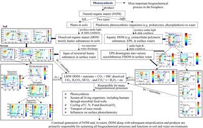 Continuous production-degradation of dissolved organic matter provides signals of biogeochemical processes from terrestrial to marine end-members